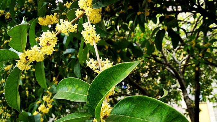 桂花酒的秋日韵味：泡制技巧与绝妙口感