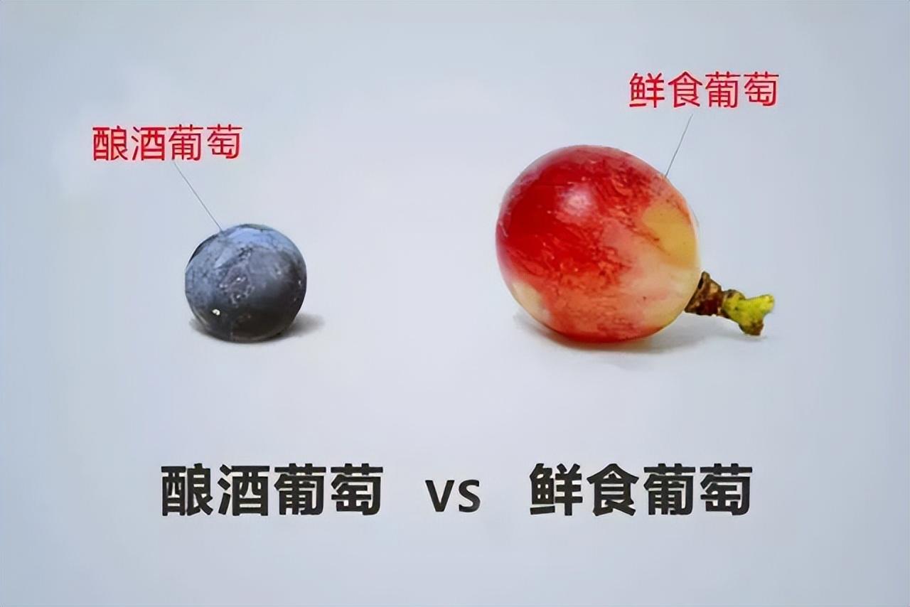 科普：酿酒葡萄VS鲜食葡萄，区别大揭秘！ 
