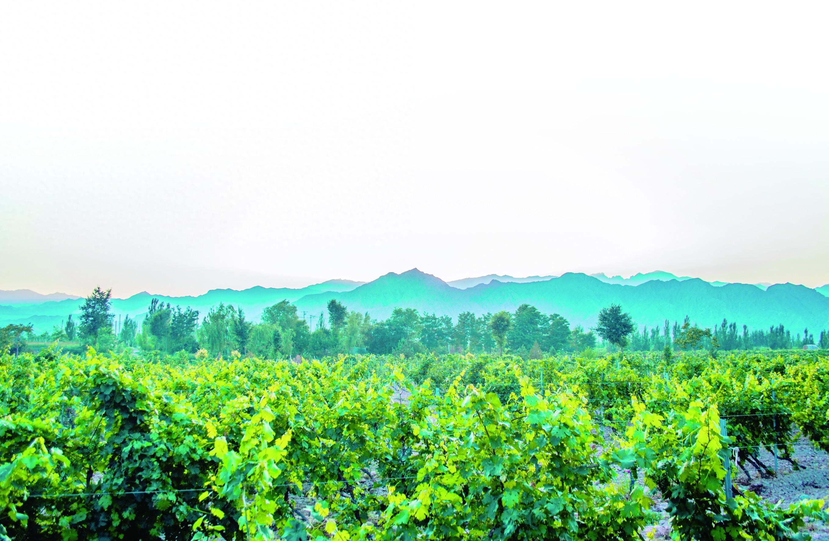 多国葡萄酒齐聚，中国市场反弹来袭！ 