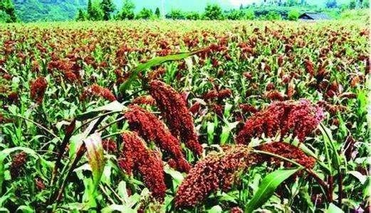 为何优质酱香酒愈发受宠？ 