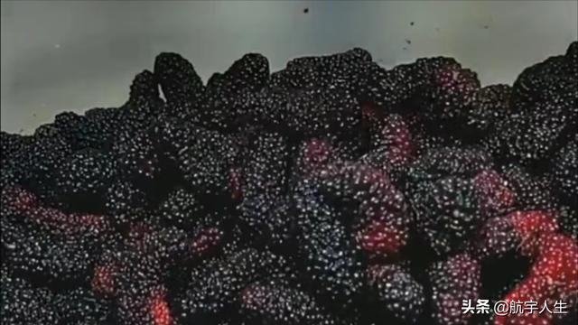 教你制作桑葚果酒，简单易学，存放时间越长，味道越好