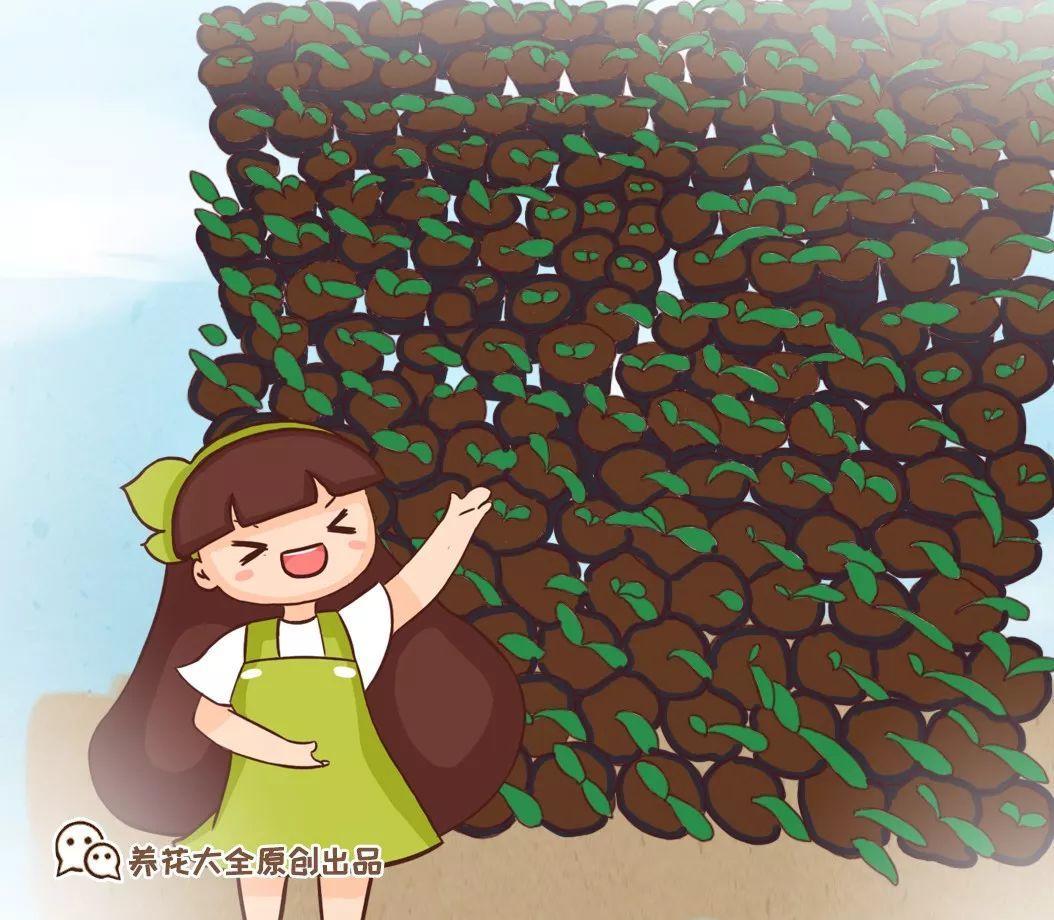 怎么用啤酒擦君子兰 