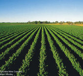 Oxford Landing Estates-牛津酒庄