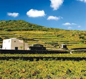 Donnafugata-多娜佳塔酒庄 