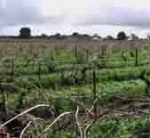 Glaetzer Wines-格莱佐酒庄