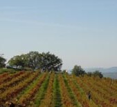 Fattoria Galardi-加拉迪酒庄 Fattoria Galardi-加拉迪酒庄