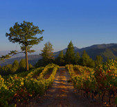 Newton Vineyard-纽顿酒庄