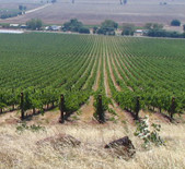 Greenstone Vineyard-绿石酒庄 