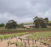 Greenock Creek Vineyard-格林诺克酒庄