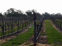 Trahna Rutherglen Wines-路斯格兰酒庄