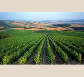 Domaine Henri Gouges-亨利高酒庄