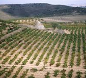 Bodegas Alto Moncayo-阿尔托蒙卡亚酒庄