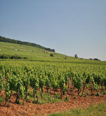 Domaine Sylvain Loichet-鲁瓦切酒庄