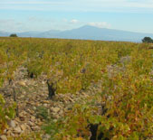 Domaine du Vieux Telegraphe-老电报酒庄