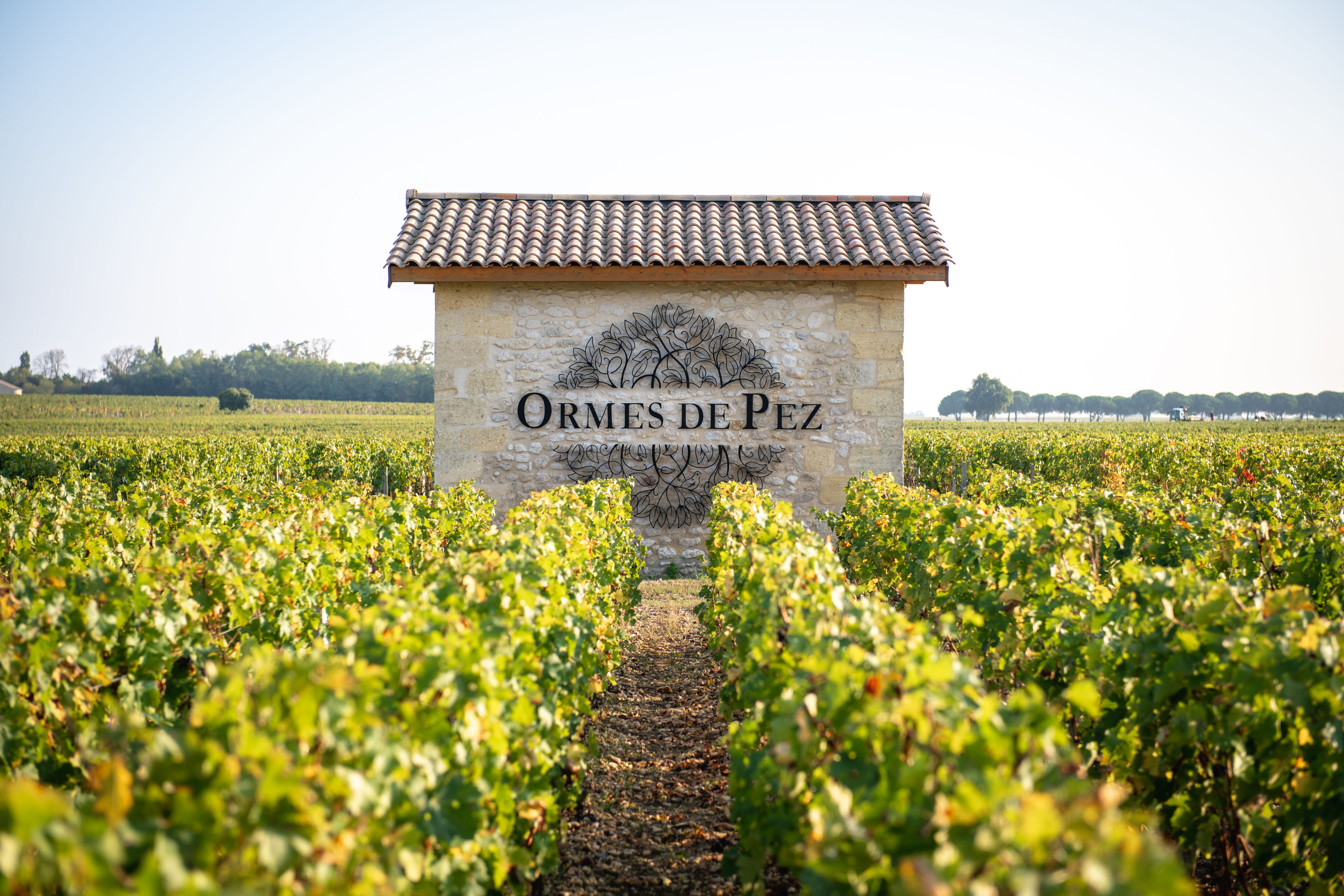 Chateau Ormes de Pez-榆树酒庄