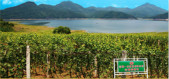 Icewine Domaine De Liya-里雅冰酒酒庄