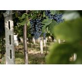 Accordini Igino-阿克迪尼酒庄