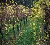 Point Leo Road Vineyard-里欧路酒庄
