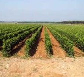 Le Macchiole-玛奇奥酒庄