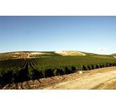 Planeta-行星酒庄 