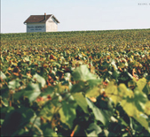 Champagne Henriot-汉诺香槟 