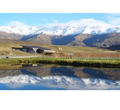 Amisfield-艾菲酒庄 