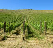 Quartz Reef-克瑞芙酒庄