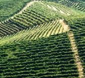 Bruno Ceretto-赛拉图酒庄