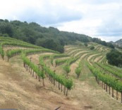 Yao Family Wines-姚氏酒庄 