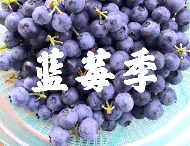 又到了蓝莓采摘季节，一口酸甜汁！ 预约吧！ 