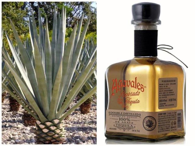 龙舌兰酒是如何酿造的？ 