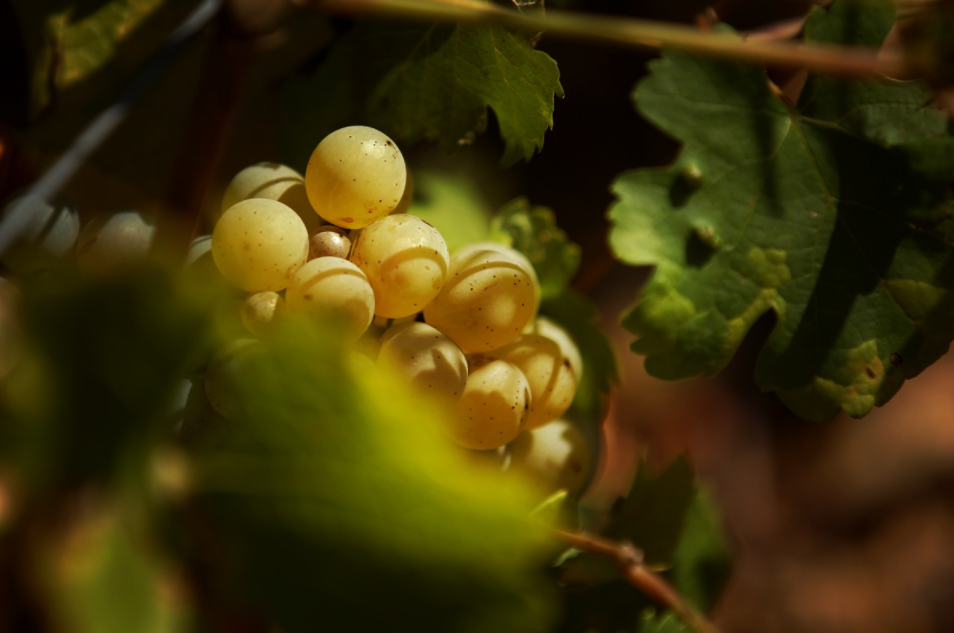 春末夏初，醉美桑塞尔