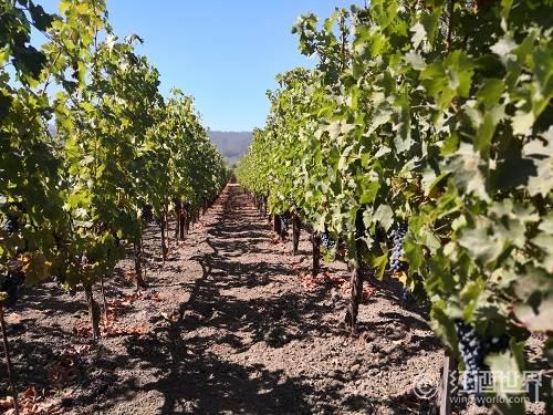 品种特性对比：黑皮诺与赤霞珠的“南”“北”差异 