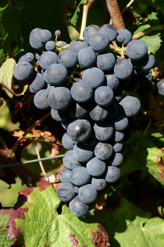 红葡萄品种物语 