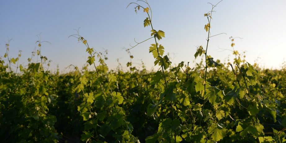 波尔多葡萄酒产区的历史 