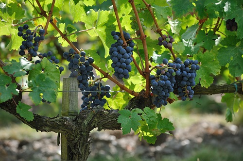 赤霞珠的亲戚们