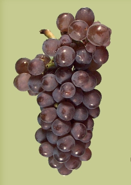 都叫“灰皮诺”的葡萄酒：Pinot Gris与Pinot Grigio的对比