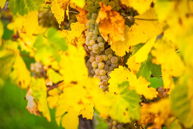 里奥哈葡萄酒等级排名