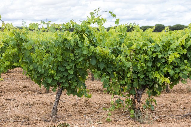 山羊奶酪法语「山羊奶酪品牌」