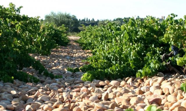 罗纳河谷葡萄园(RhoneValleyVineyards 