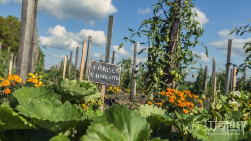 8大与众不同的葡萄酒产区