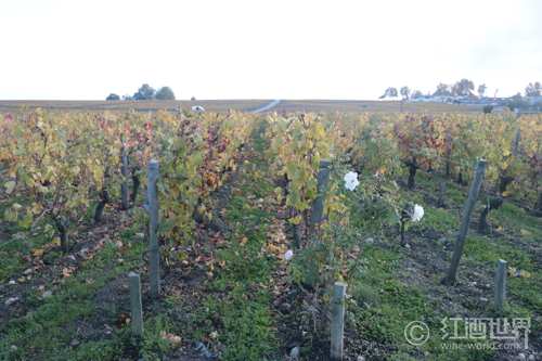 巴罗洛葡萄酒最佳年份报告：2010年