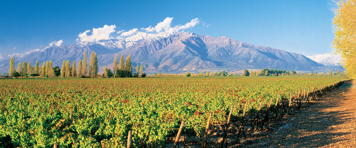 安第斯公牛掀翻斗牛士  新旧更迭势不可挡 