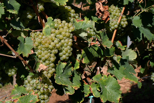 南非葡萄酒的多彩风格秀 