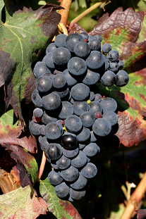 葡萄酒界器宇轩昂的“美国队长”——丹魄