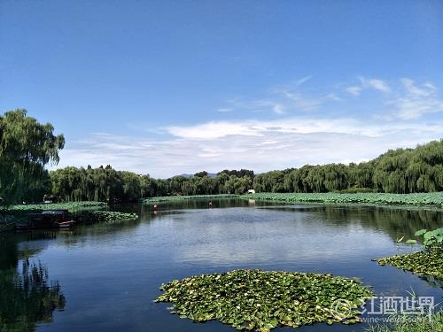 酒之魂：绿色植物气息中寻觅童年的乐趣