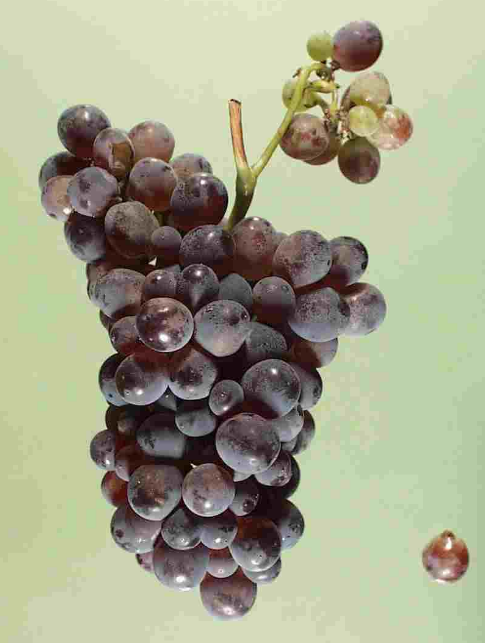 意大利传世经典美酒：高贵蒙特布查诺