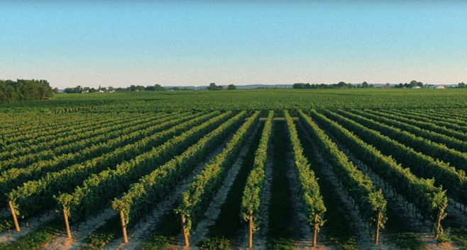 加拿大最佳白葡萄酒生产商名录