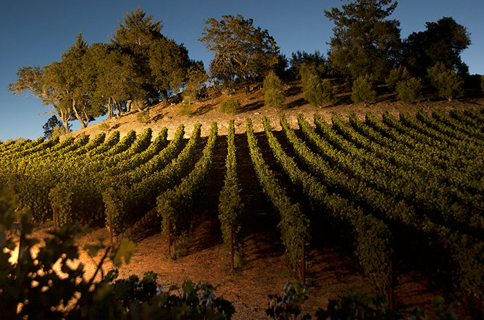 加州最佳波尔多风格葡萄酒生产商名录