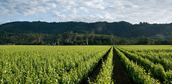 美国加州的意大利葡萄酒风潮